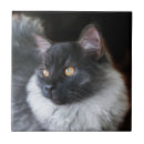 Search for rag doll Kitty