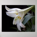 Search for pretty easter posters Floral