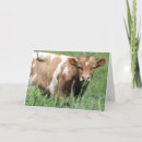 Search for cow get well cards Funny