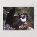 Search for strut postcards Wildlife