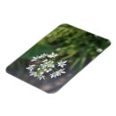 Search for white flower magnets Flowers