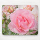 Search for fragrant Roses