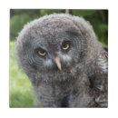 Search for owls tiles Grey owl