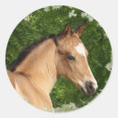 Search for flower horse stickers Foal