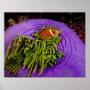 Search for bony fish posters Animal