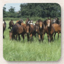 Search for thoroughbred coasters Grass