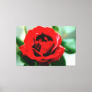 Search for red rose canvas prints Floral
