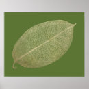 Search for ficus posters Leaf