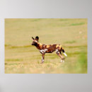 Search for wild dog posters Colour image