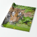 Search for tiger gift wrap Paper