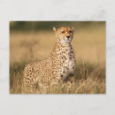 Search for acinonyx jubatus postcards Superstock
