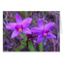 Search for wild orchid postcards Tropical