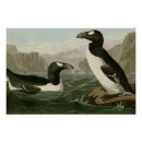 Search for auk John james audubon