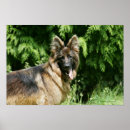 Search for german shepherd photo posters Alsatian