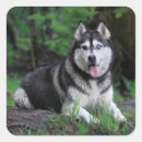 Search for siberian husky puppy stickers Puppies