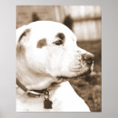 Search for dog breed posters Pit
