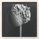 Search for allium Bouquet
