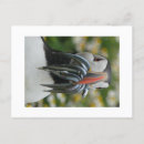 Search for puffin postcards Coastal