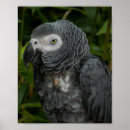 Search for grey parrot posters Wildlife