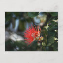 Search for hawaiian vacation postcards Flower