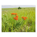 Search for milkweed butterfly posters Wildflower