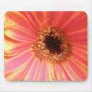 Search for gerbera mousepads Daisies