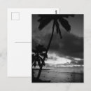Search for black and white palm trees postcards Beach