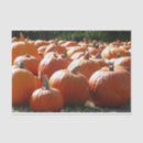 Search for halloween tissue paper Pumpkin