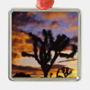 Search for joshua christmas tree decorations Scenic