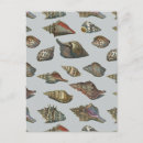 Search for vintage seashell postcards Ocean