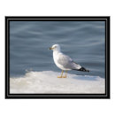 Search for ornithology art Nature