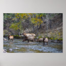 Search for big bull art Wildlife
