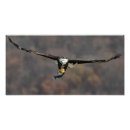 Search for winged fish posters Wildlife