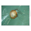 Search for nettle Sea nettle
