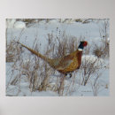 Search for pheasant posters Phasianus colchicus