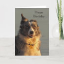 Search for border collie birthday cards Pet