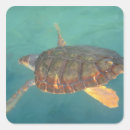 Search for green turtle stickers Animal