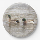 Search for mallard duck plates Wildlife