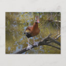 Search for whistle postcards Nature