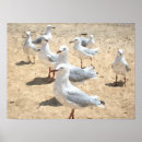 Search for seagull posters Birds