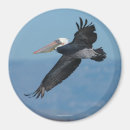 Search for wings round magnets Beak