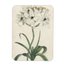 Search for ivory magnets Botanical