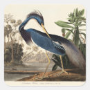 Search for audubon birds stickers Birds of america