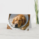 Search for dog collar cards Golden retriever
