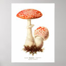 Search for fungi posters Toadstool