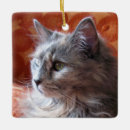 Search for kitty face photography Pets