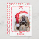 Search for humbug christmas cards Dog