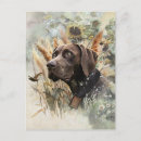 Search for german shorthaired pointers postcards Gsp