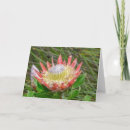Search for proteas cards Flowers