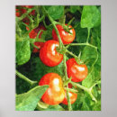 Search for bunch posters Harvest